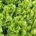 精品生菜意大利生菜散叶生菜5--7两