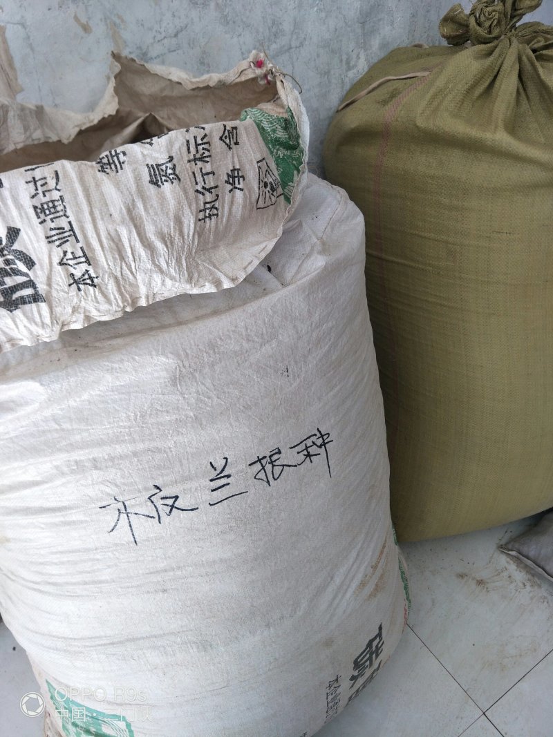 板蓝根种子