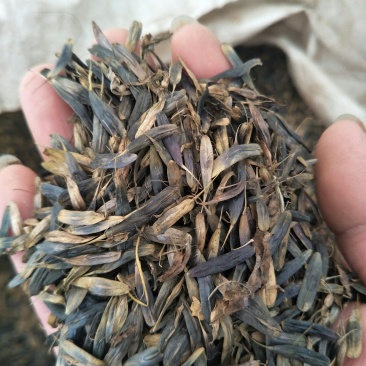 板蓝根种子