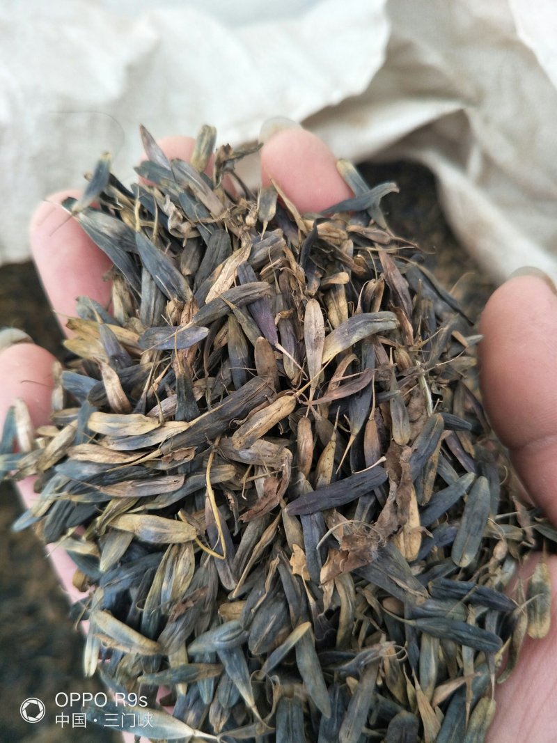 板蓝根种子