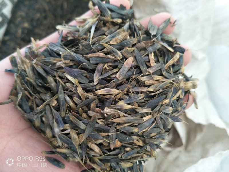 板蓝根种子