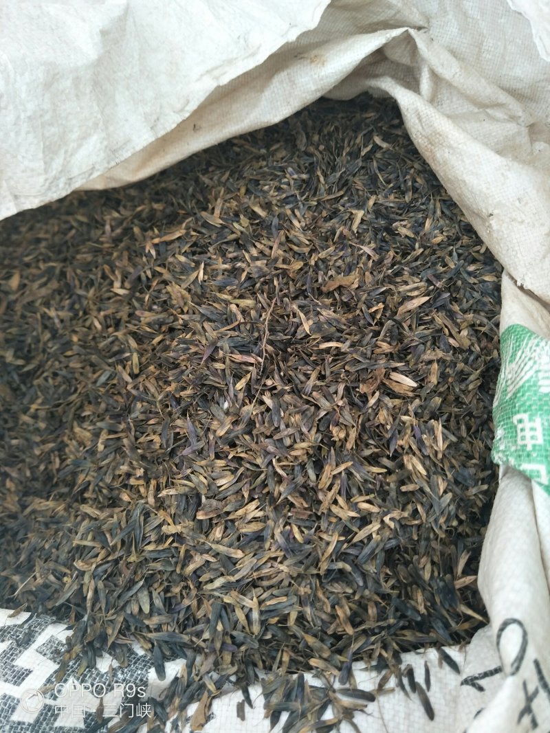 板蓝根种子