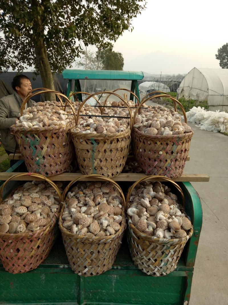 鲜香菇