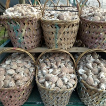 鲜香菇