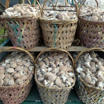 鲜香菇