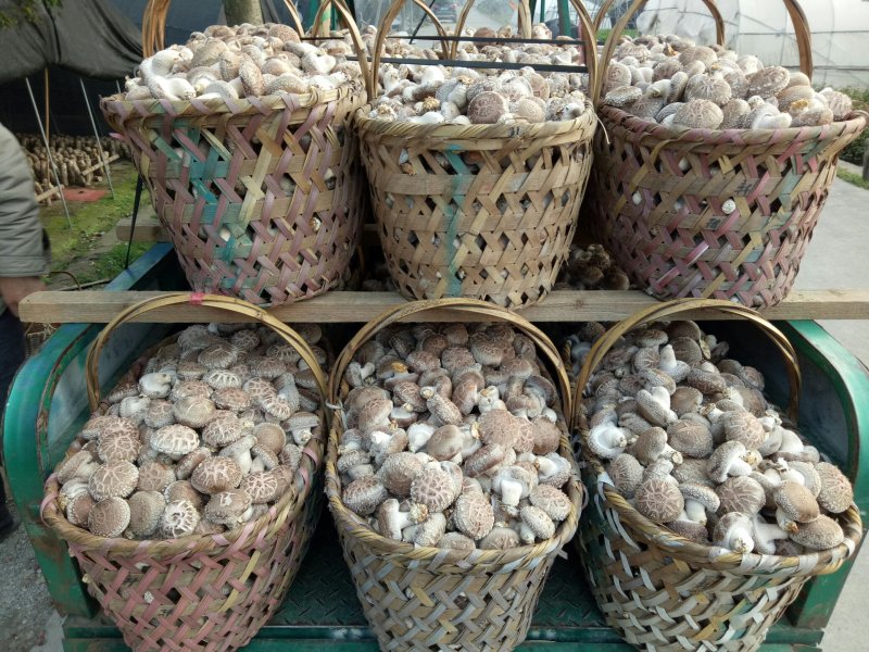 鲜香菇