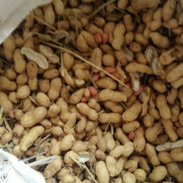 混级果