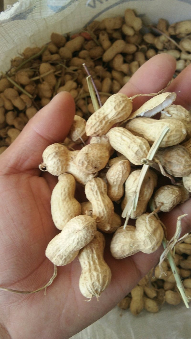 混级果