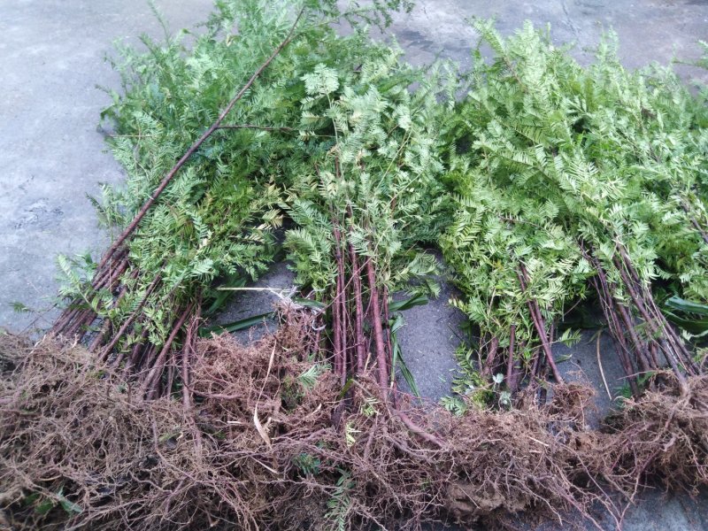 红豆杉苗（包邮）