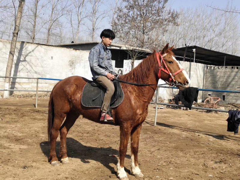 骑乘马