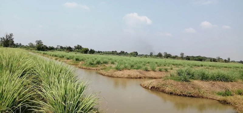 香茅柠檬香茅香茅草鲜香茅香茅批发