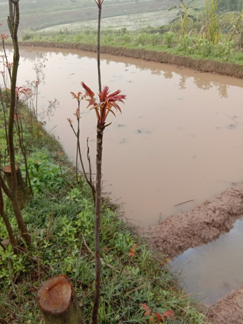香椿苗日本红香椿【每个地区限购二十棵】可以生吃的香椿苗