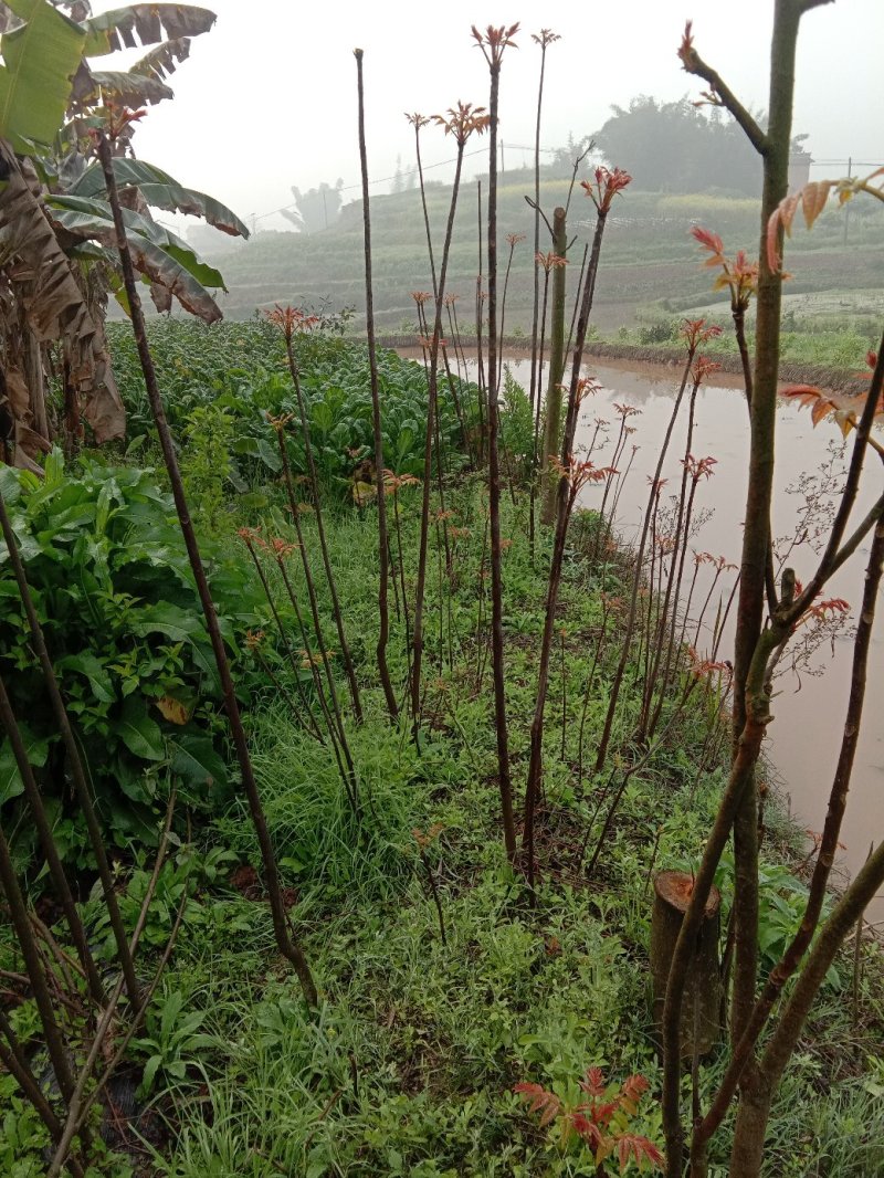 香椿苗日本红香椿【每个地区限购二十棵】可以生吃的香椿苗