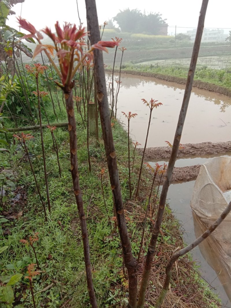 香椿苗日本红香椿【每个地区限购二十棵】可以生吃的香椿苗