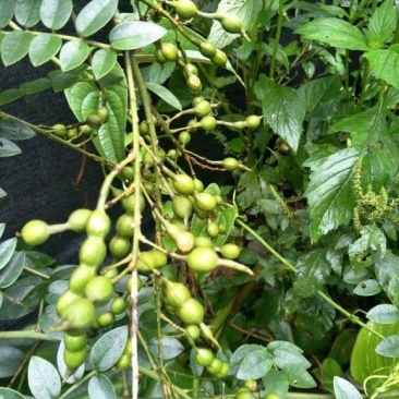 山豆根种子