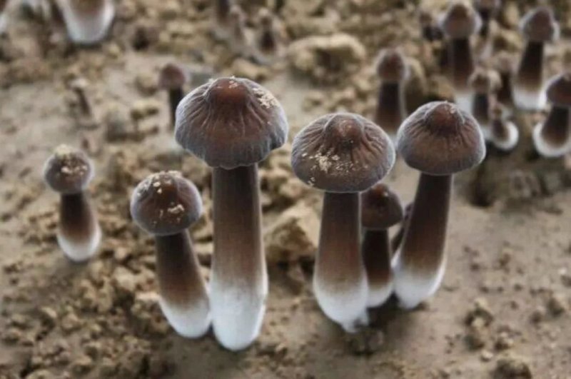 黑皮鸡枞菌菌种供应