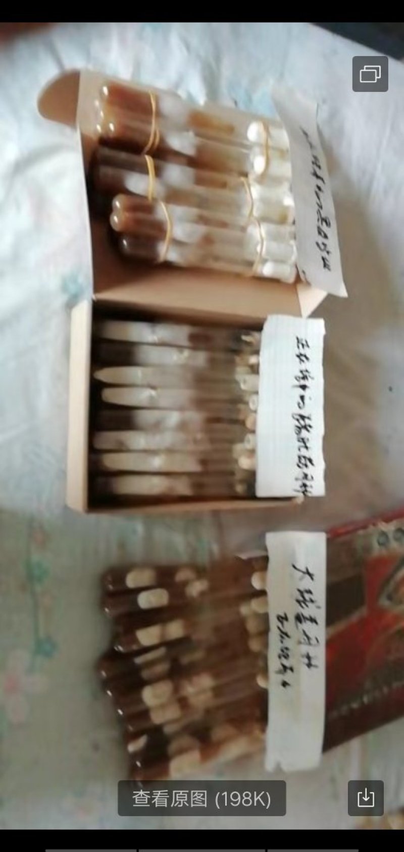 黑皮鸡枞菌菌种供应