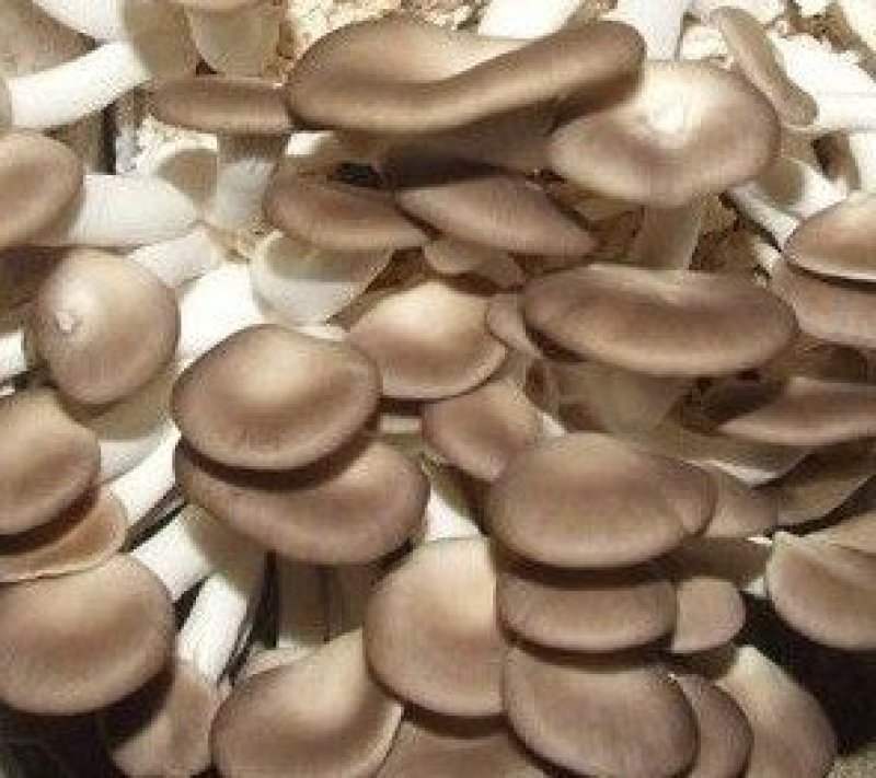 高温秀珍菇菌种供应