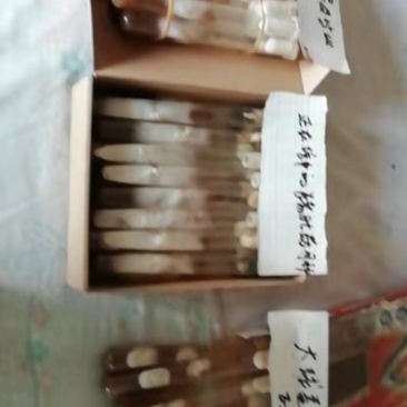 北虫草菌种供应