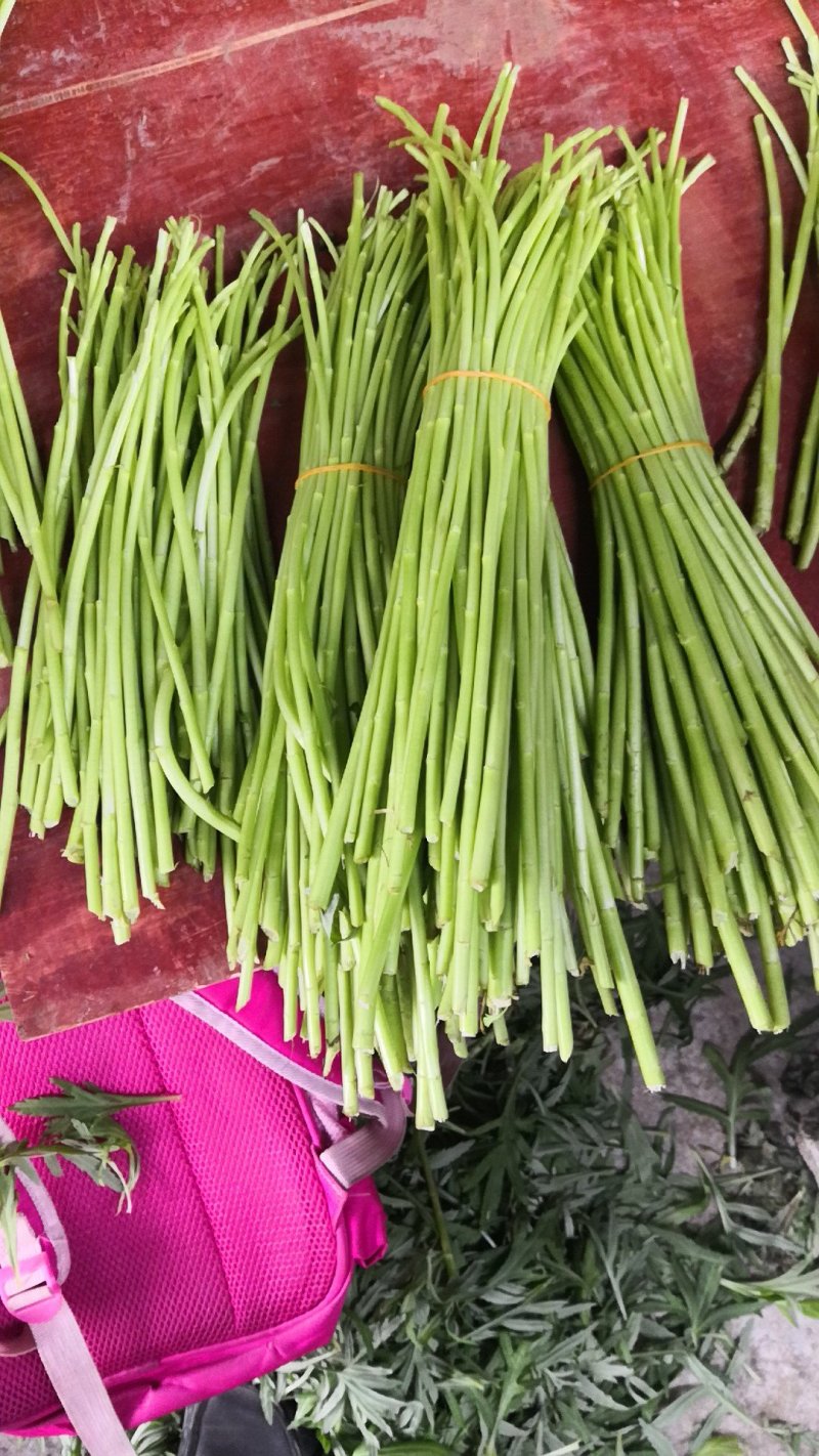 芦蒿，黎蒿