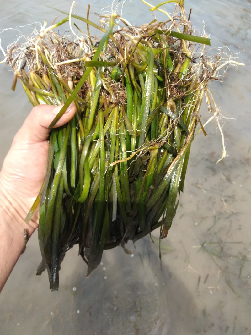 矮生苦草、高度30-40厘米。。。。。。。。