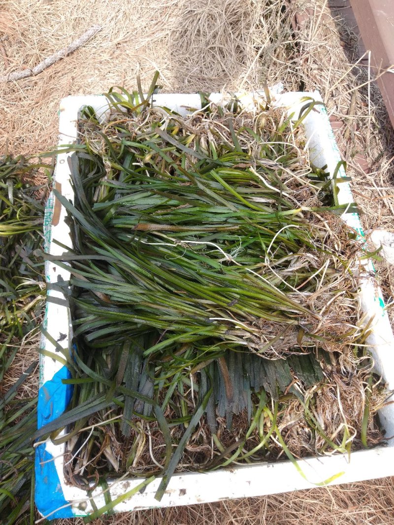 矮生苦草、高度30-40厘米。。。。。。。。