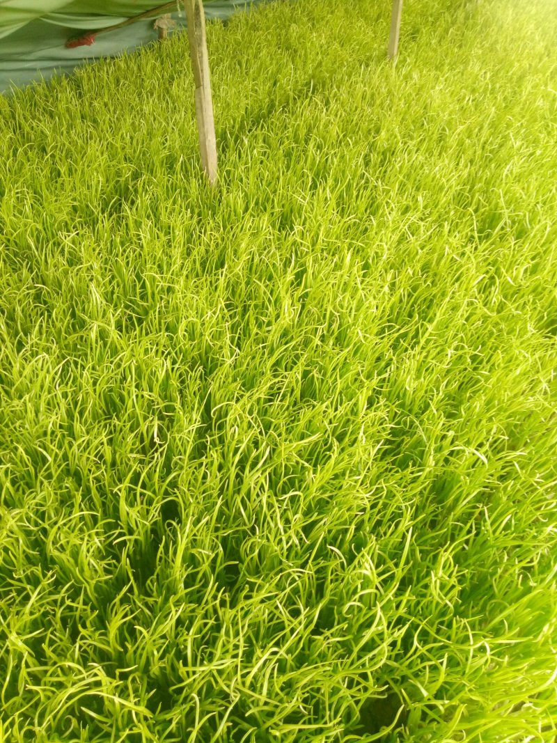 蒜苗