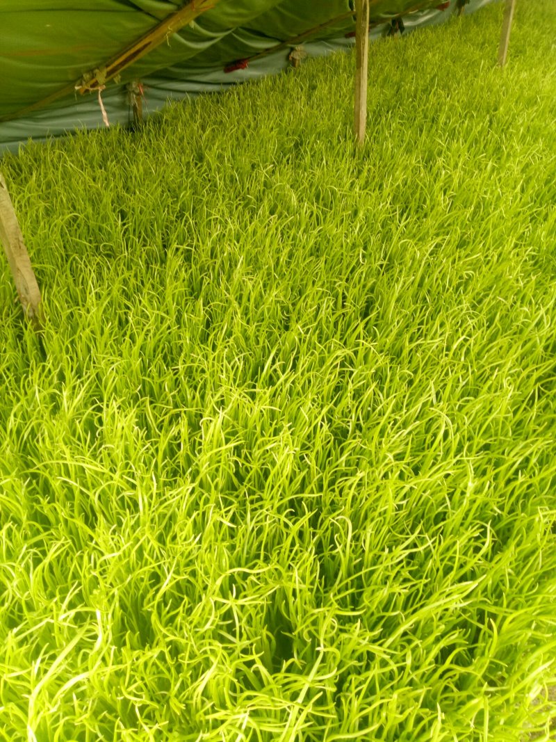蒜苗
