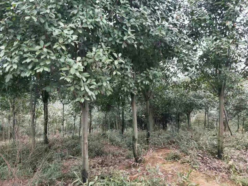 红叶实楠树6公分