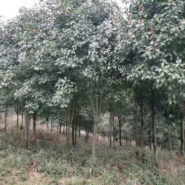 红叶实楠树6公分