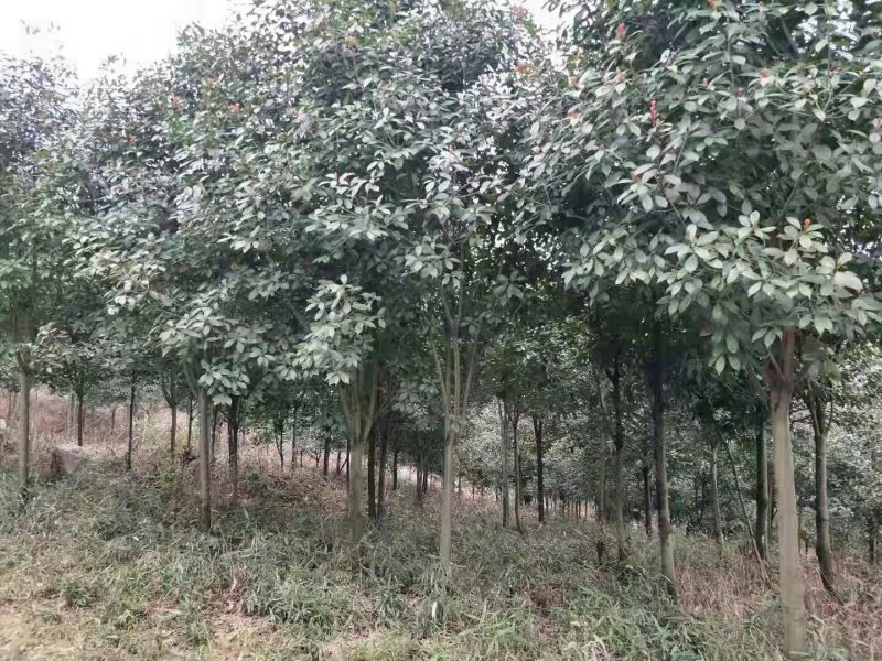红叶实楠树6公分