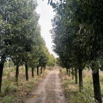 香樟18公分