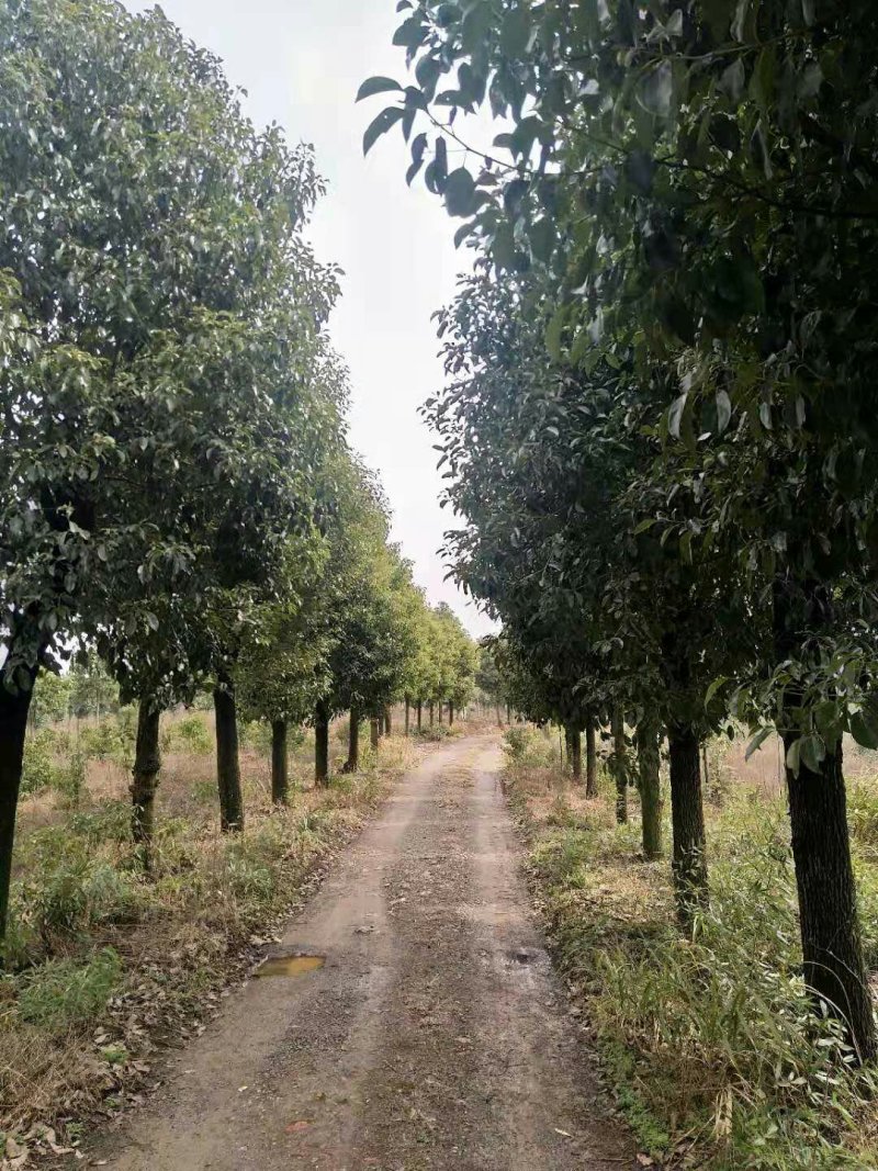 香樟18公分