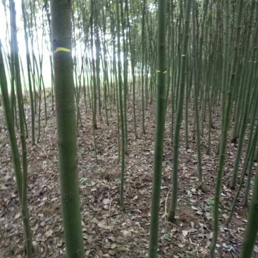 香樟5公分