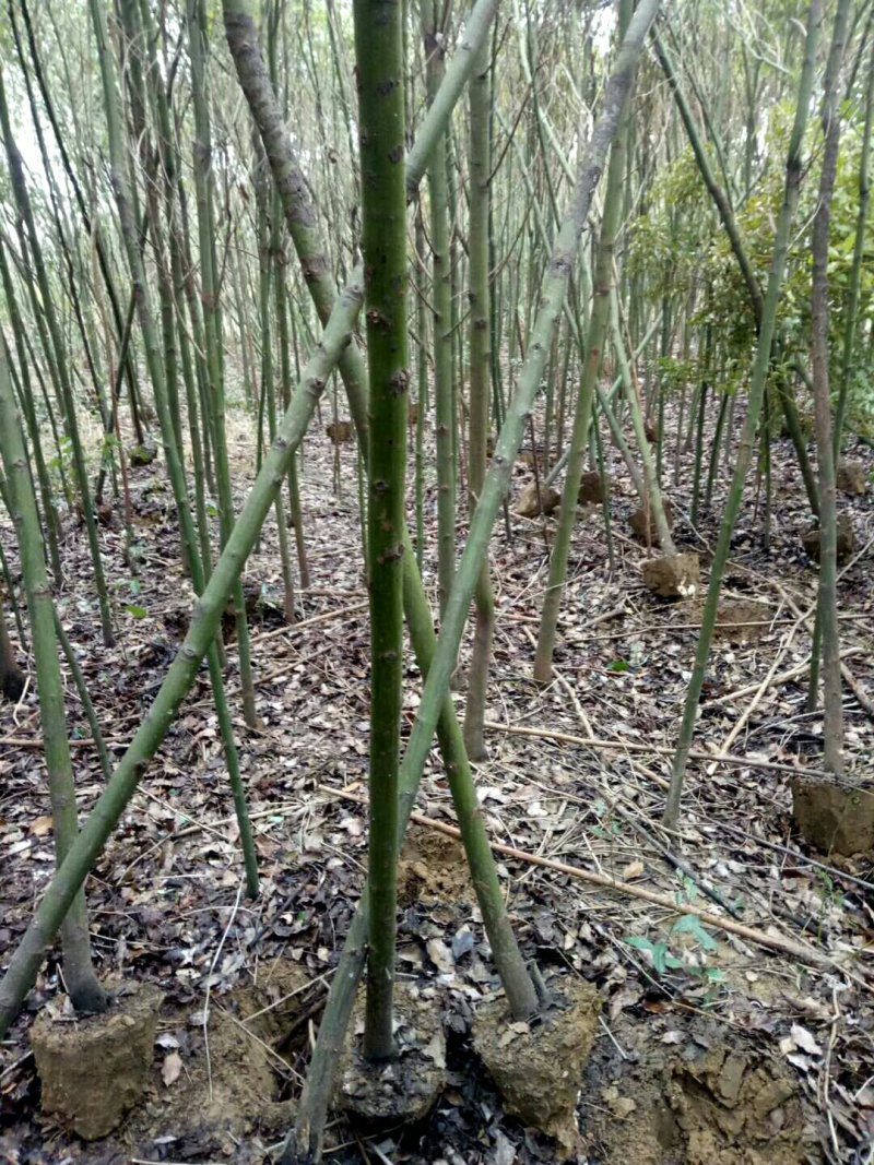 香樟5公分