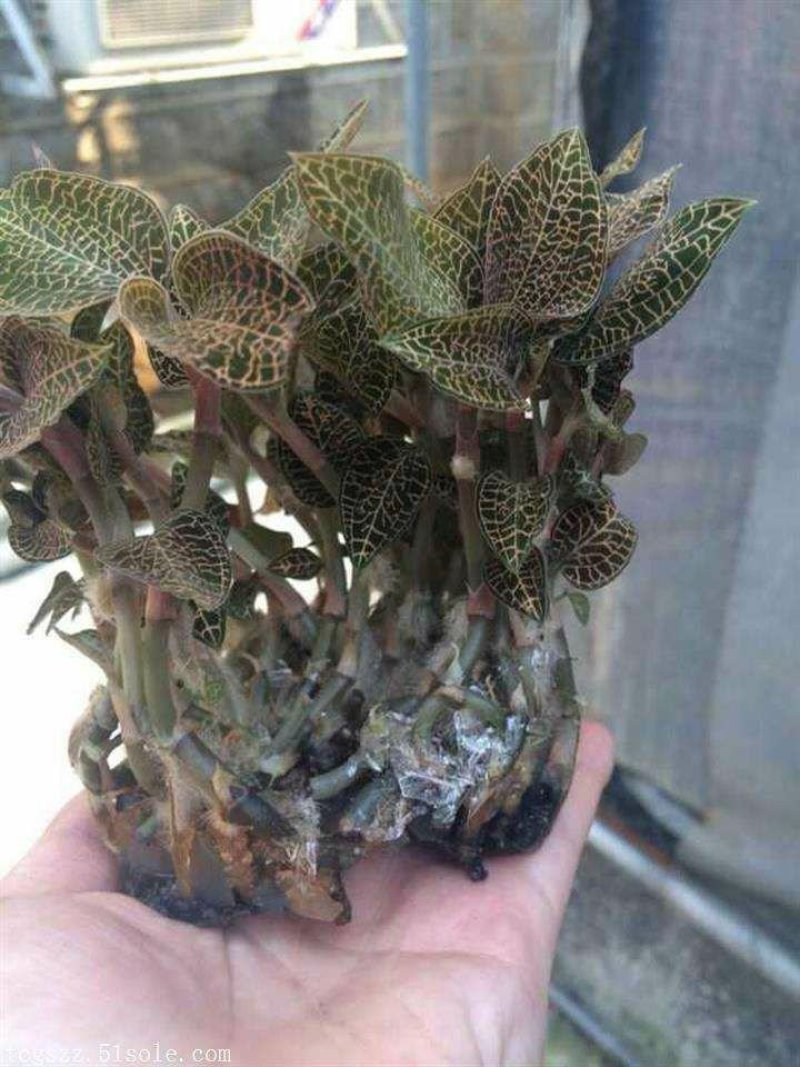 金线莲种子