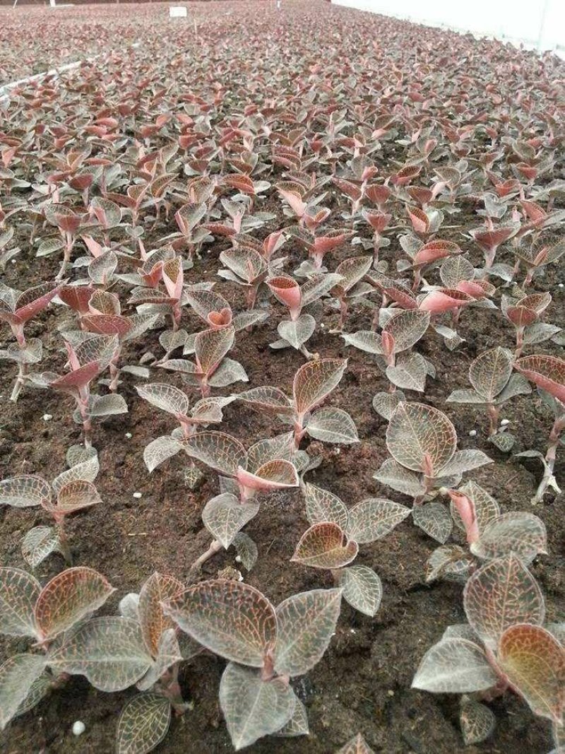 金线莲种子