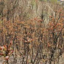 山东沂蒙山优质香椿芽，自家大山种植。有量。