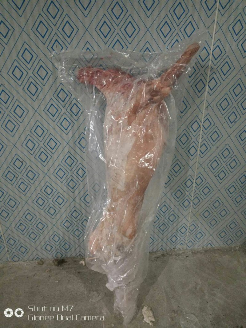 呼伦贝尔草原溜达羊