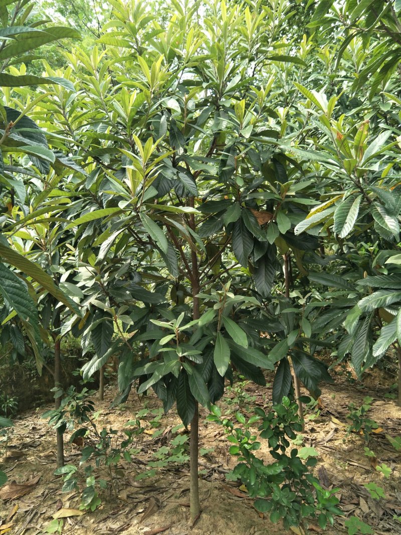 优质枇杷树4公分