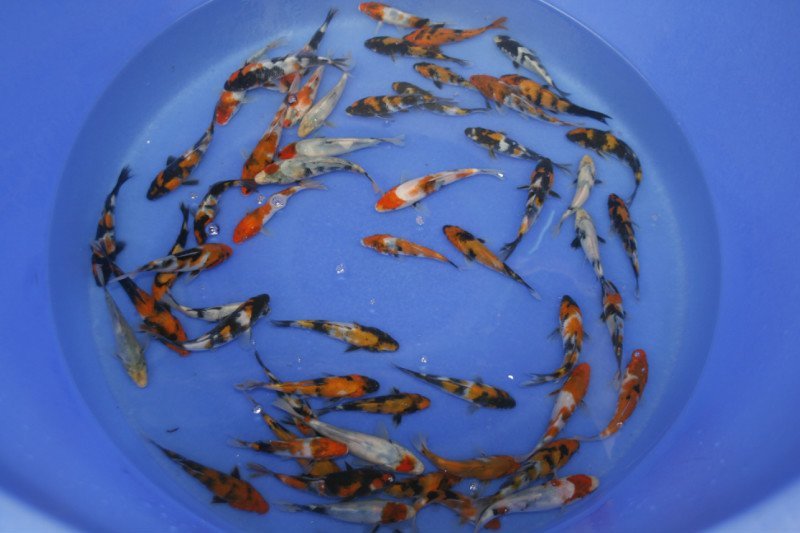 锦鲤鱼苗日本锦鲤纯种锦鲤观赏性淡水养殖苗场直供