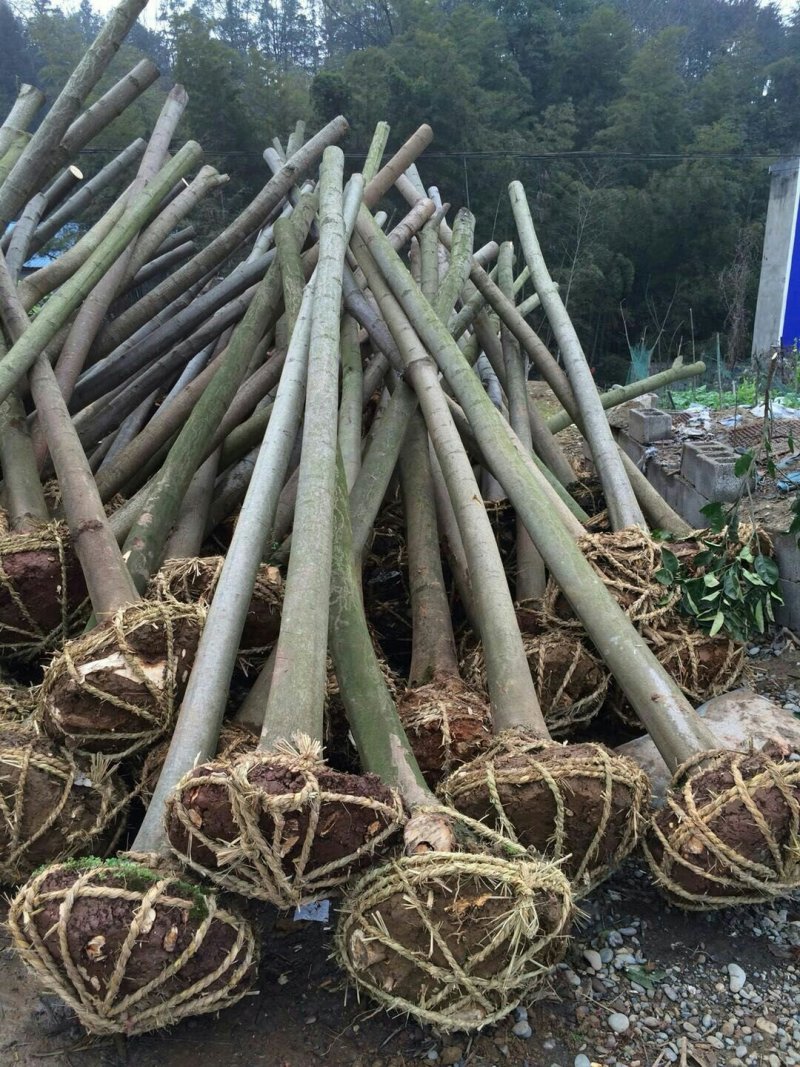 栾树10公分