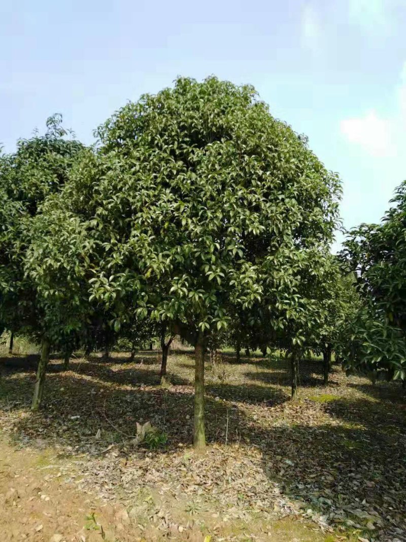 桂花12公分