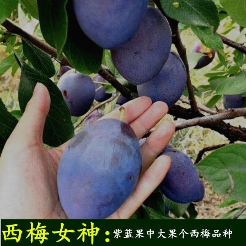 西梅苗，品种保证，现挖现卖，指导种植