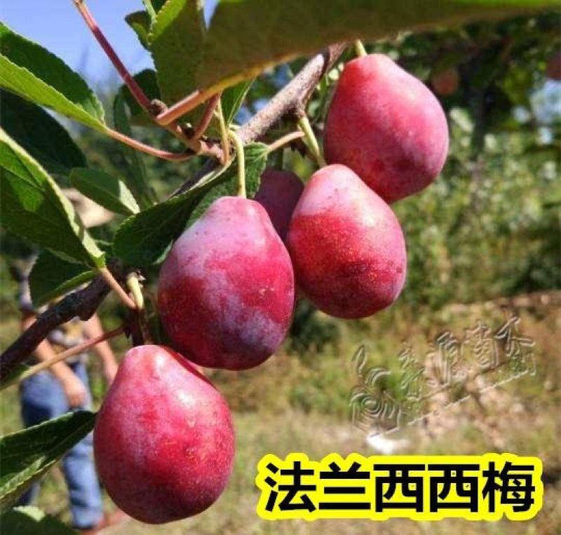 西梅苗，品种保证，现挖现卖，指导种植