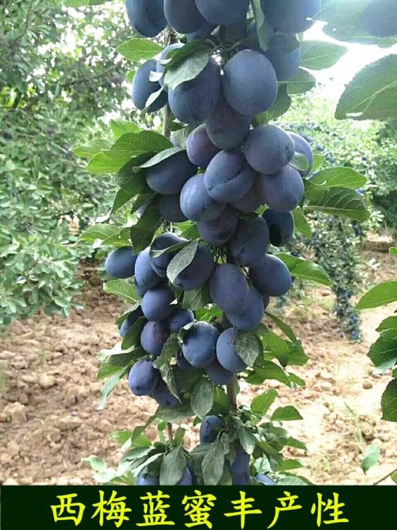 西梅苗，品种保证，现挖现卖，指导种植