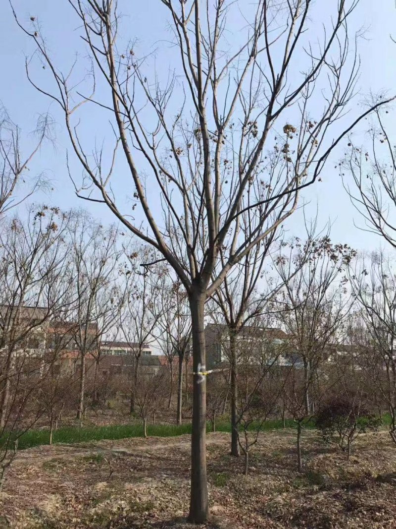 绿化苗木栾树，黄山栾树，南栾