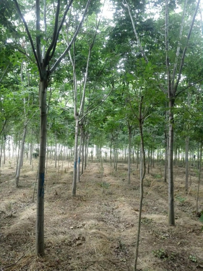 绿化苗木栾树，黄山栾树，南栾