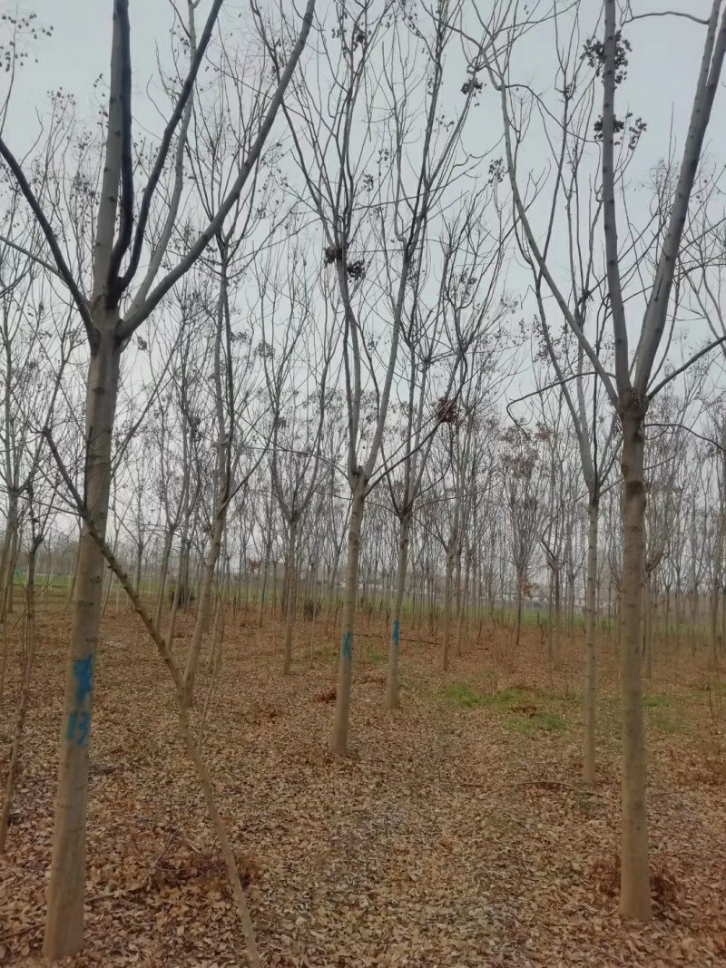 绿化苗木栾树，黄山栾树，南栾