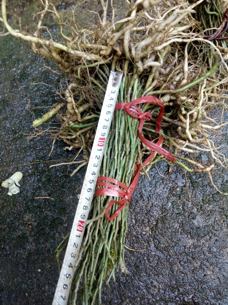 黄花倒水莲，规格25一40公分，